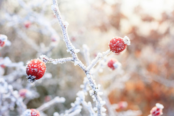 Winter background, red berries on the frozen branches covered wi