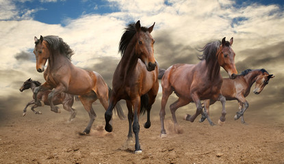 Wall Mural - five indomitable bay horse galloping
