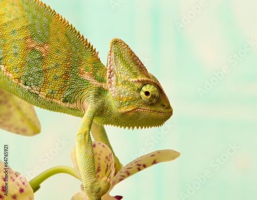 Naklejka samoprzylepna Kameleon
