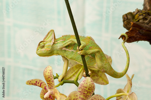 Naklejka samoprzylepna Kameleon