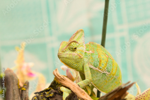 Naklejka samoprzylepna Kameleon