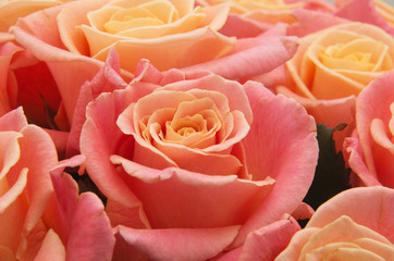 pink natural roses background