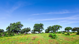 Fototapeta  - Green Grass Field Landscape