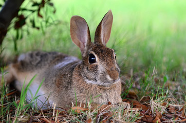 Cute cottontail bunny rabbit under tree in the garden