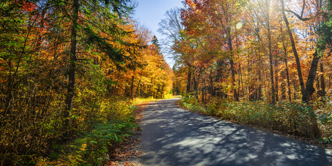 Wall Mural - Road in fall forest
