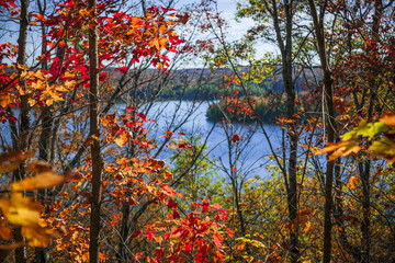 Wall Mural - Lake and fall forest