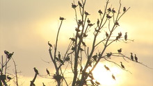Flying Birds Cormorants Through Amazing Sunset. Returning Birds.