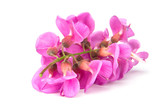 Fototapeta Kwiaty - purple sophora flower
