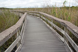 Fototapeta Przestrzenne - Everglades Nat. Park, Anhinga Trail