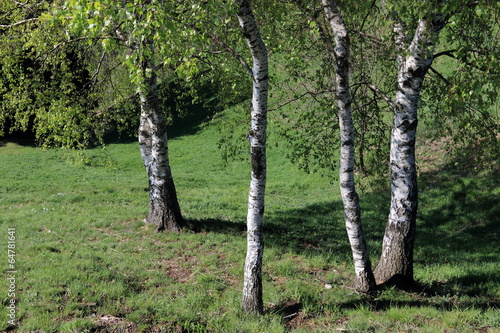 Tapeta ścienna Zdradzić