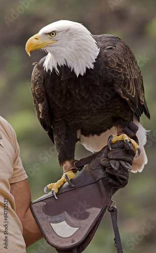 Board z aluminiowym obramowaniem American bald eagle