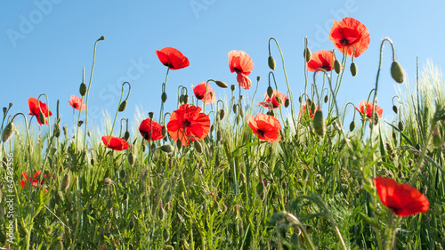 Fotoboard na płycie Mak - papaver rhoeas