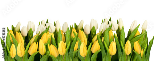 Plakat na zamówienie line of isolated yellow and white tulips