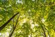 Looking up in a green oak tree forest at evening during spring