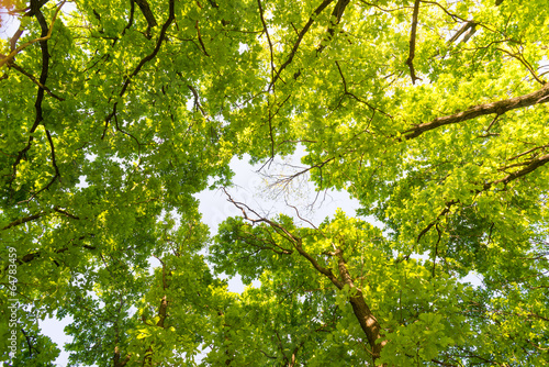 Plakat na papierze fotorealistycznym Patrząc w zielonym lesie dębowym wieczorem podczas wiosny