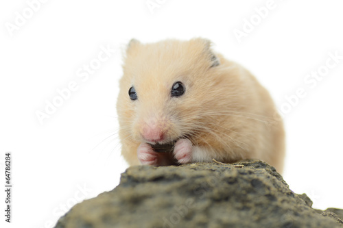 ひまわりの種を食べるキンクマハムスター Adobe Stock でこのストック画像を購入して 類似の画像をさらに検索 Adobe Stock