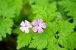 Herb Robert flowers and green leaves
