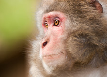 Side Face Portrait Of A Macaque Monkey
