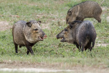 Collared Peccary Group