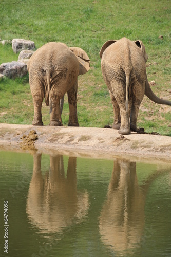 Naklejka samoprzylepna Para d'elephants