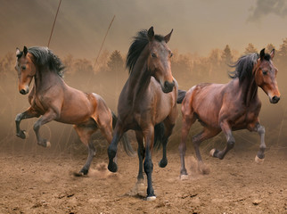 Wall Mural - three horses