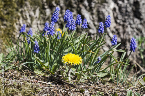 Naklejka na kafelki Löwenzahn und Muscari