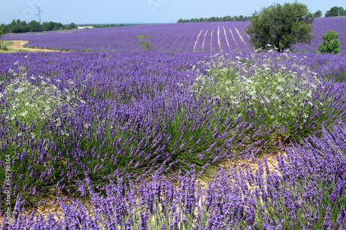 Board z aluminiowym obramowaniem Valensole prowansja francja pola lawendy kwiatowej
