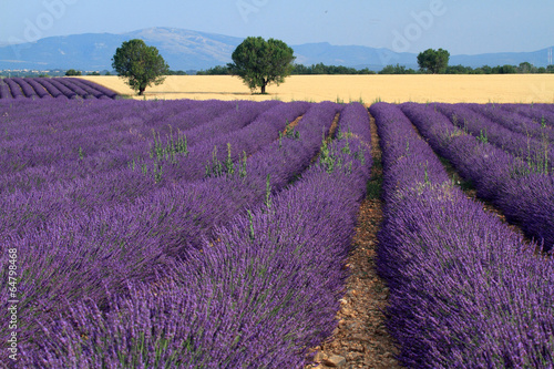 Board z aluminiowym obramowaniem Valensole prowansja francja pola lawendy kwiatowej