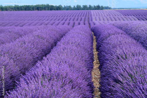 Board z aluminiowym obramowaniem Valensole prowansja francja pola lawendy kwiatowej