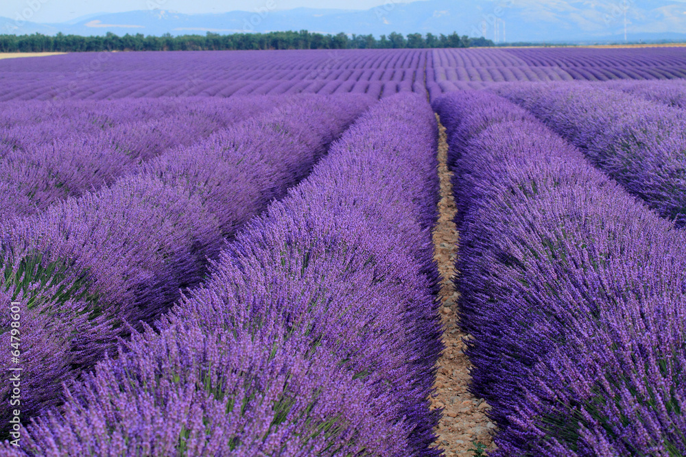 valensole provenza francia campi di lavanda fiorita