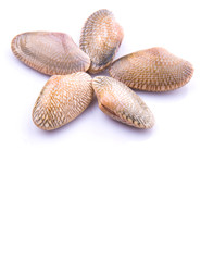 Wall Mural - Fresh soft shell clams over white background