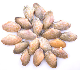 Wall Mural - Fresh soft shell clams over white background