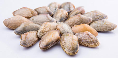 Wall Mural - Fresh soft shell clams over white background