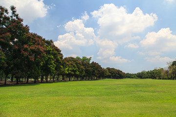 Wall Mural - Park