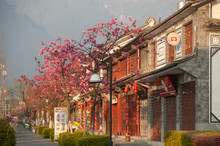 Cherry Blossoms Front The Old Town In Dali City,China.