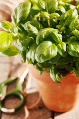 Canvas Print - basil in the pot