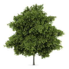 Wall Mural - small-leaved lime tree isolated on white background