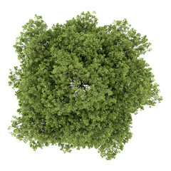 Wall Mural - top view of small-leaved lime tree isolated on white background