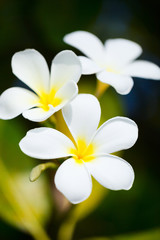 Wall Mural - White frangipani tropical flowers