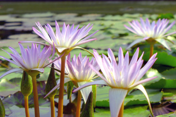 Wall Mural - Beautiful lotus background