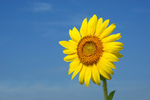 Sunflower On The Sky