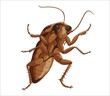 Big cockroach
