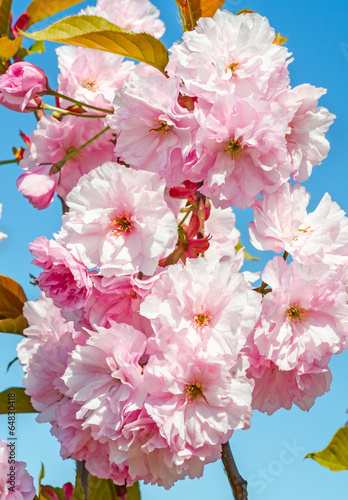 Dekoracja na wymiar  japonska-sakura
