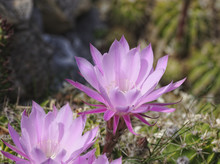 An Easter Lily Cactus With Flowers