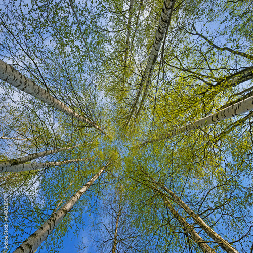 Naklejka na szafę spring birch trees