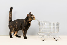 Tortoiseshell Cat With Shopping Cart