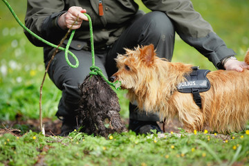 Sticker - Australian Terrier