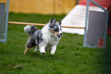 Wall Mural - Agility dog