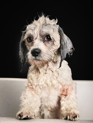 Poster - Purebred Havanese dog