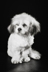 Sticker - Purebred Havanese dog